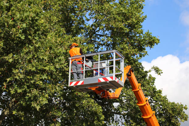 Best Hazardous Tree Removal  in Coalinga, CA